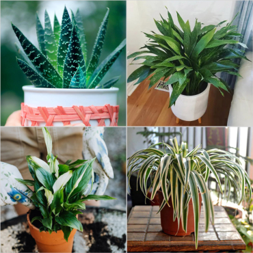 Top 10 Plants Ideas for Your Bathroom