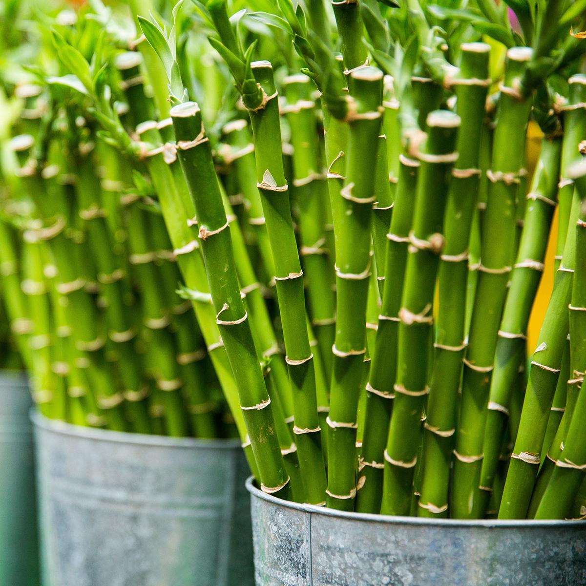 Bamboo Plant