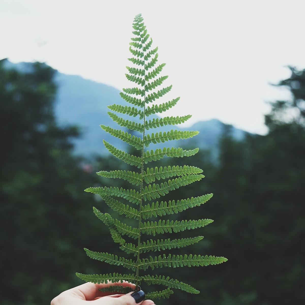 Fern Plant