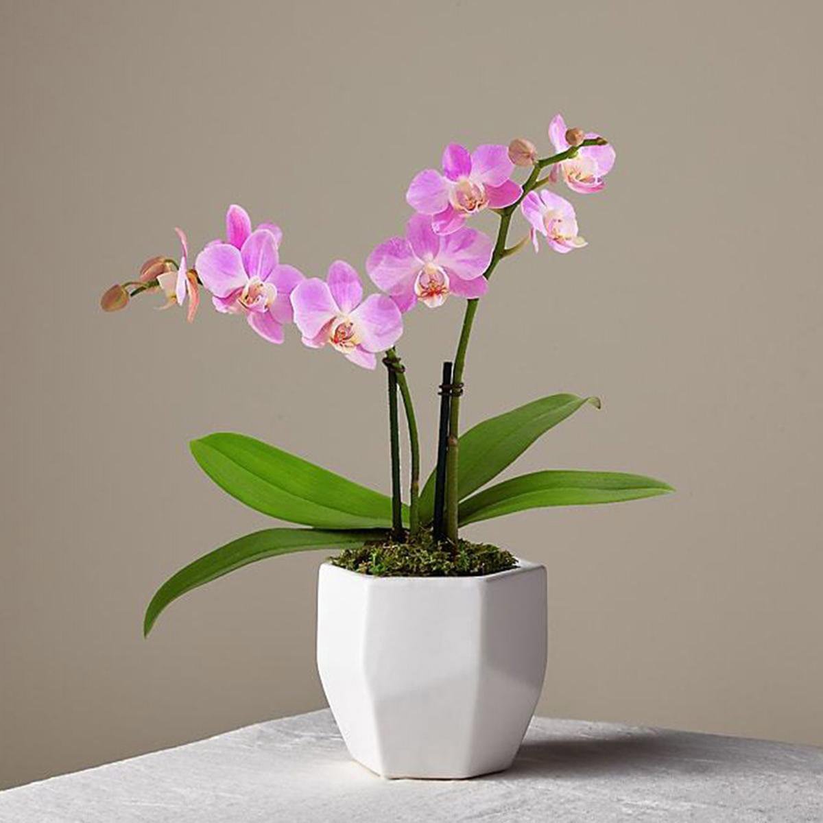 Orchid Plant