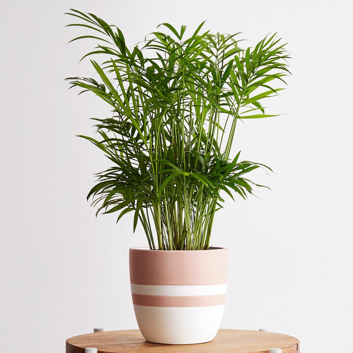 https://royalbathrooms.co.uk/media/blog/may-20/top-10-plants-for-your-bathroom/parlor-palm-plant.jpg