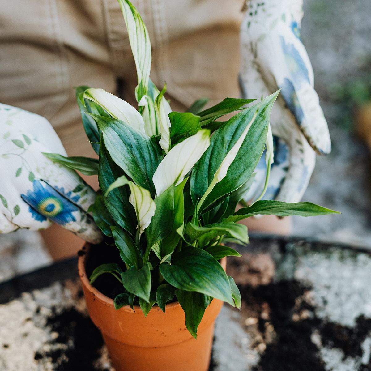 Peace Lilly House Plant