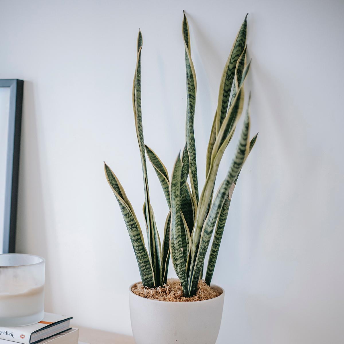 Snake Plant