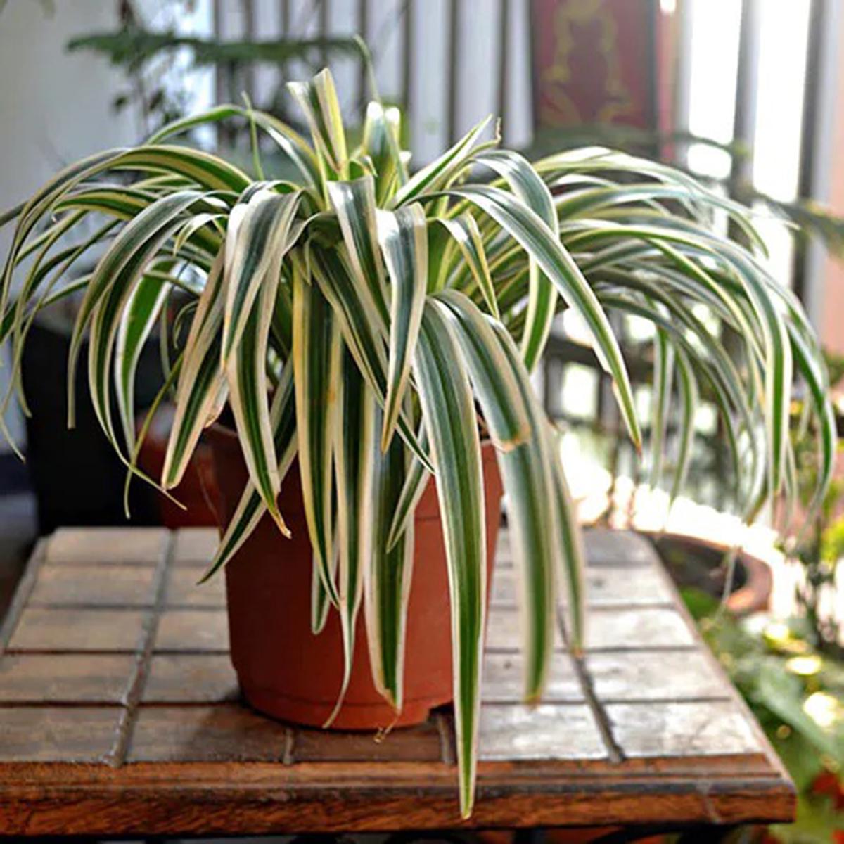 Spider Plant