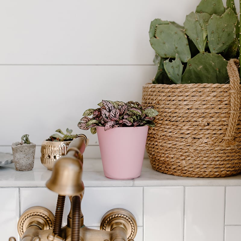 Add Greenery in your Bathrooms